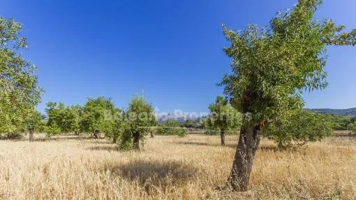 Wunderschönes mallorquinisches Grundstück mit ruhiger Aussicht kaufen in Campanet, Mallorca