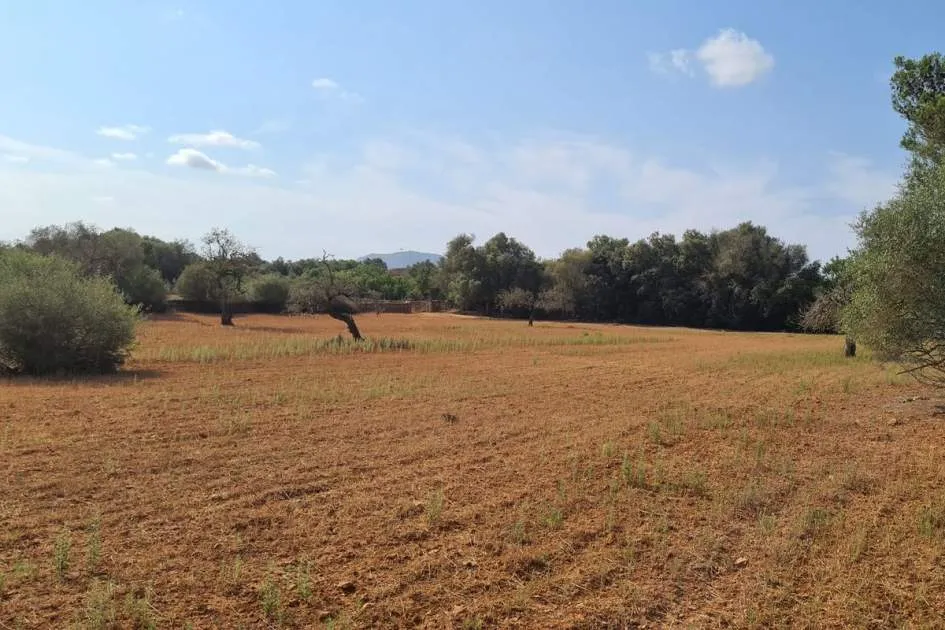 Grosses, bebaubares Grundstück in Algaida