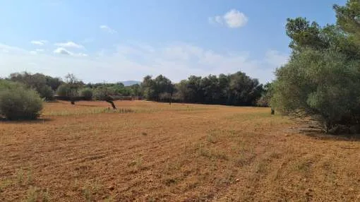 Grosses, bebaubares Grundstück in Algaida