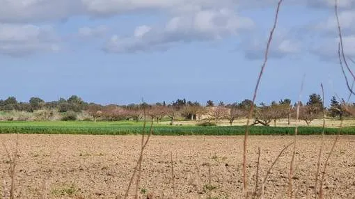 Bebaubares Grundstück in schöner Lage zwischen Porreres und Vilafranca de Bonany