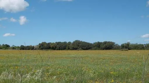 Grundstück mit Projekt in ländlicher Umgebung in Algaida